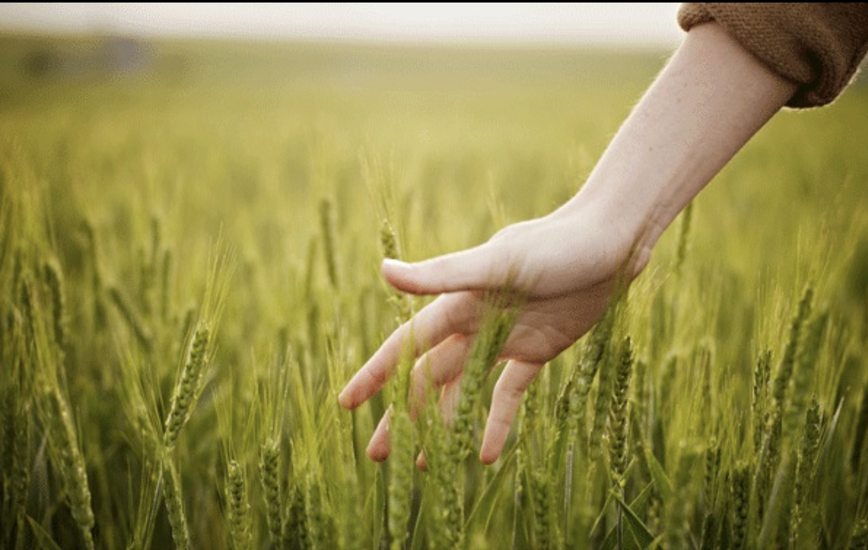 Pubblicazione VII Bando intervento 4.1.1 – Progetti collettivi e progetti d’area per l’introduzione e/o sviluppo di biodiversità agricola e zootecnica